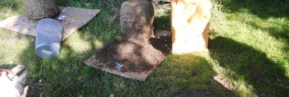 Heide Körbe wieder mit Bienen befüllt