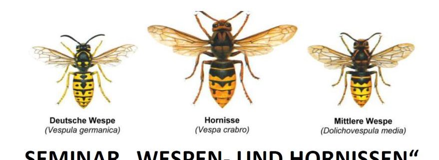 Wespen und Hornissen